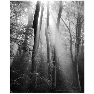 black and white photography, tree print, landscape photography, forest, high quality print, large vertical