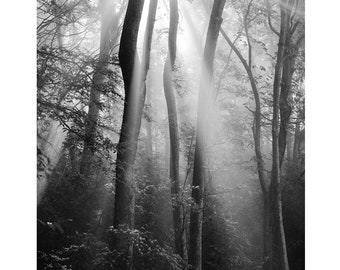 black and white photography, trees, landscape, forest, high quality print, large vertical