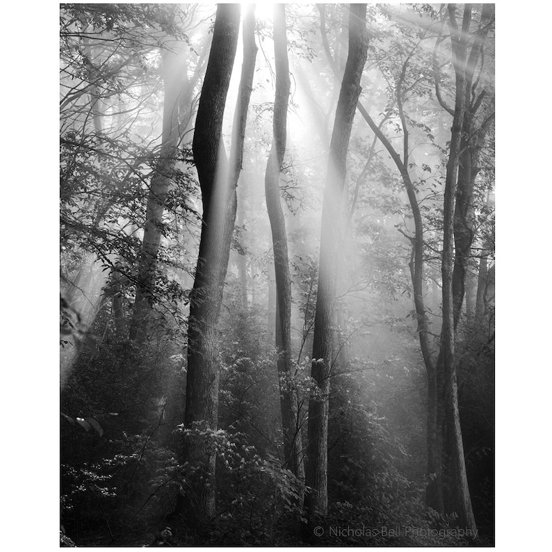 Black and white landscape tree photography tree prints Etsy