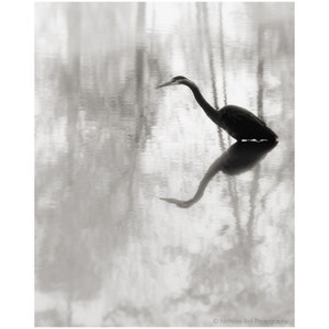 heron photography, heron print, lake house art, large heron print, art for lake house, heron wall art, Heron in Silhouette