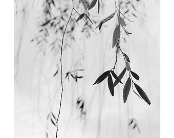 black and white botanical, minimalist nature, photography, spa art, Zen photography, willow leaves, minimal art, minimalism