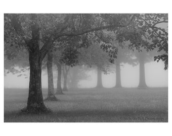 black and white tree photography, tree prints, black and white landscape, photography, horizontal tree prints