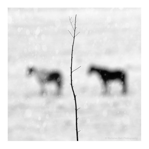 horse photography, black and white, farmhouse art, horse print, minimalist black and white, photography, fine art
