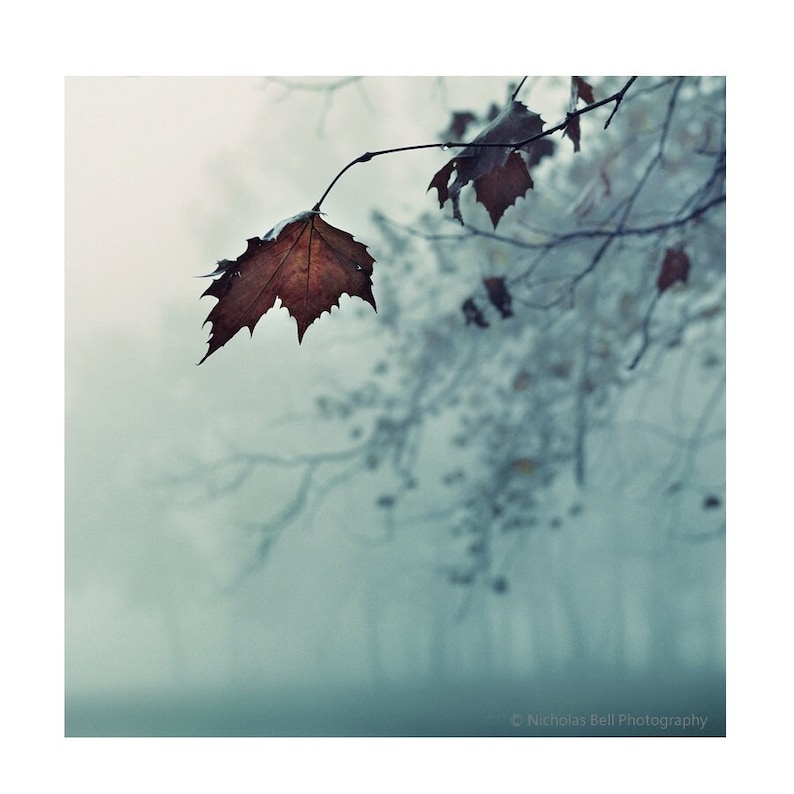 nature photography, tree photography, blue art, fall photography, tree print, autumn landscape, fall leaves, winter image 1