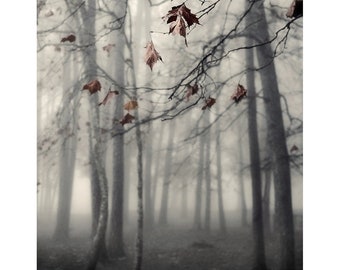 fall photography, tree print, nature photography, landscape, fall print, fog, mood, tree photography, trees, fall, winter, Autumn's End