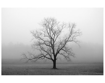 black and white photography, tree print, tree photography, tree prints, lone tree, fog, landscape photography, foggy, Velvet Sunrise
