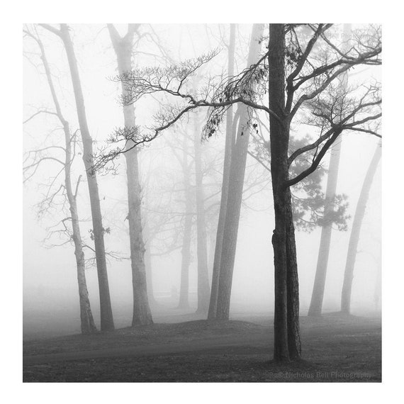 Black and White Tree Photography Tree Print Black and White | Etsy