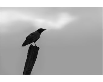Crow in Silhouette: Black and White Fine Art Print
