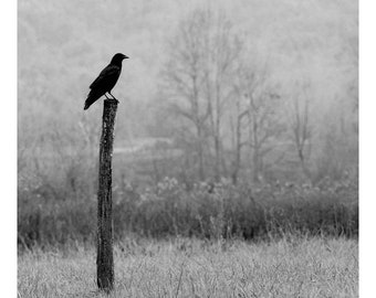 crow photography, black and white photography, cabin art, Cades Cove, fine art print