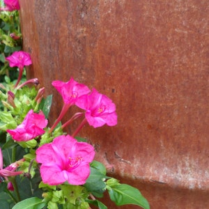 Instant Download Old Rusty Barrel Man And Nature, Pink 4 O'Clock Flowers DIY Greeting Card DIY Wall Hanging DIY Home & Office Décor On Sale!