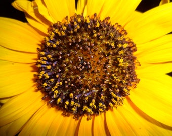 Instant Download Sunflower DIY Wall Hanging DIY Kitchen Wall Hanging DIY Gifts Do It Yourself Home & Office Décor, Digital Gifts On Sale Now