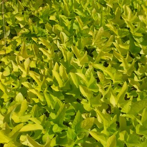 May include: A dense cluster of vibrant chartreuse, heart-shaped leaves with pointed lobes. The foliage is tightly packed, creating a continuous, textured surface of bright yellow-green tones illuminated by natural sunlight from above.