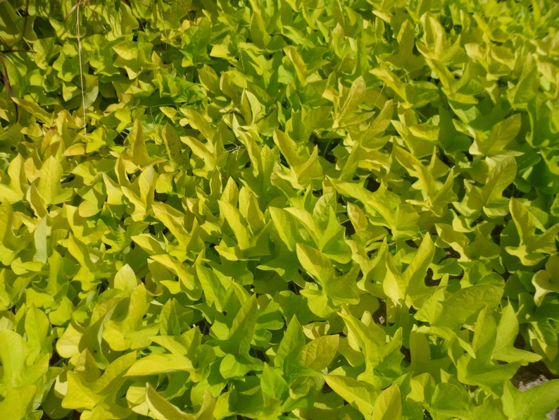 May include: A dense cluster of vibrant chartreuse, heart-shaped leaves with pointed lobes. The foliage is tightly packed, creating a continuous, textured surface of bright yellow-green tones illuminated by natural sunlight from above.