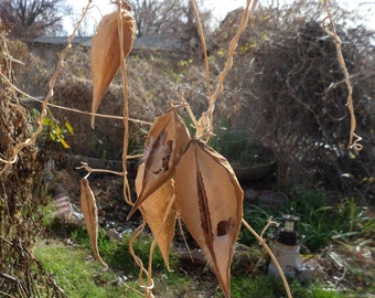 Instant Download Milkweed Pods For Monarch Butterflies, Brown Milkweed Pods, Green Grass In November 2020, DIY Greeting Cards, DIY Projects!
