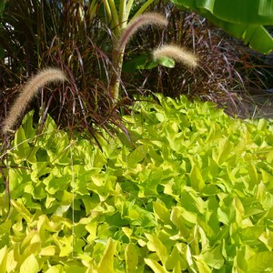May include: A dense cluster of bright chartreuse, heart-shaped foliage serves as a ground cover, contrasted by tall, dark purple, grass-like stalks featuring feathery, tan-colored plumes that rise vertically from the center of the plant arrangement.