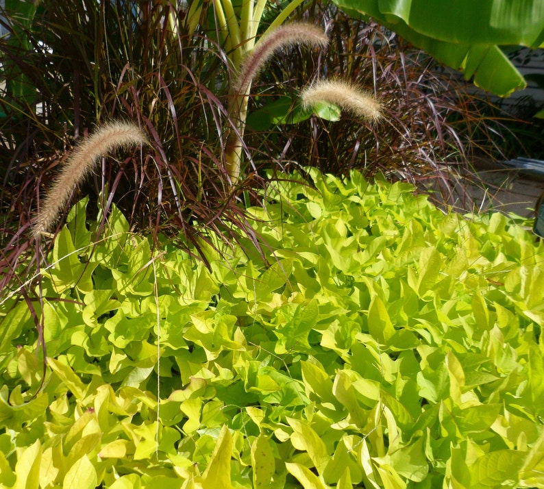 May include: A dense cluster of bright chartreuse, heart-shaped foliage serves as a ground cover, contrasted by tall, dark purple, grass-like stalks featuring feathery, tan-colored plumes that rise vertically from the center of the plant arrangement.