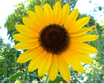 Instant Download DIY Greeting Cards DIY Wall Hangings DIY Home & Office Décor, Do It Yourself Scrapbooking, Yellow Sunflower Digital File!