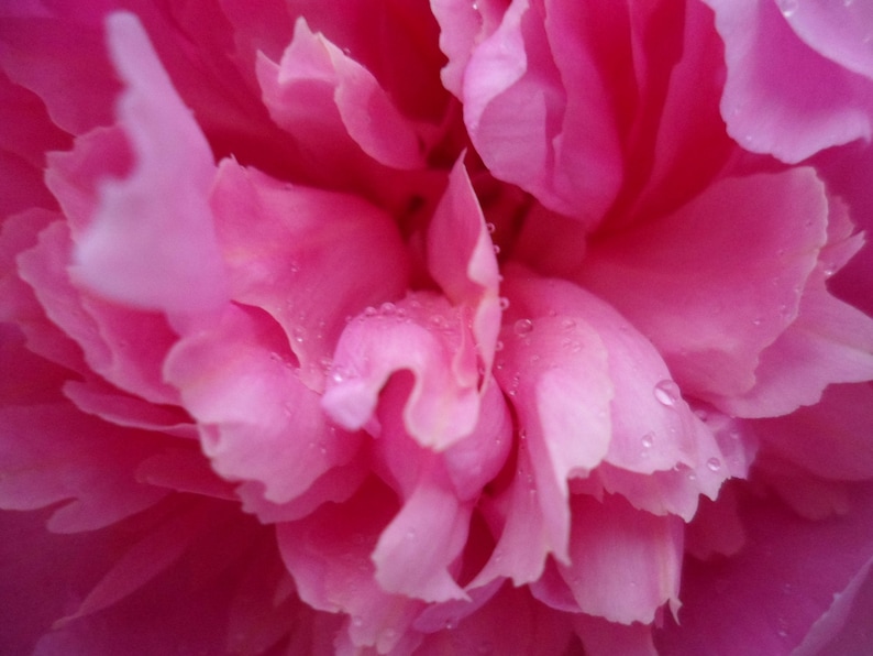 Puede incluir: Una vibrante flor de peon&iacute;a rosa con m&uacute;ltiples capas de p&eacute;talos suaves y ondulados. La superficie de los delicados p&eacute;talos est&aacute; cubierta de peque&ntilde;as gotas de agua transparentes, resaltando la textura y profundidad de la flor en esta vista.