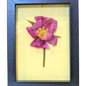 Preserved Peony Shadow Box