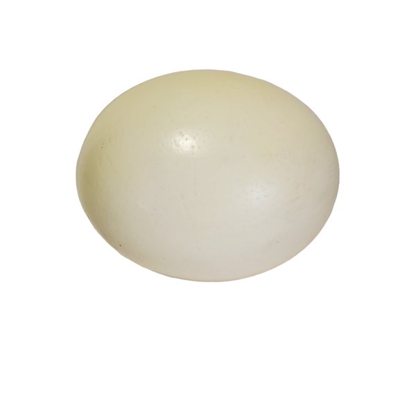 1 Ostrich Egg,  Empty Ostrich Eggshell,  Blown Out Ostrich Egg