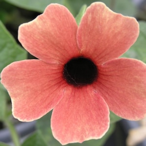 10 Qiji Black Eyed Susan Vine Seeds | Rust Orange Climbing Flower