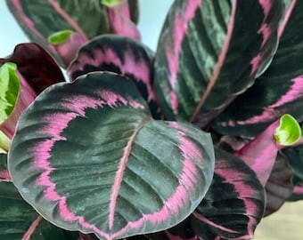 Calathea Roseopicta Dottie Seeds Dark Purple Pink Prayer Plant