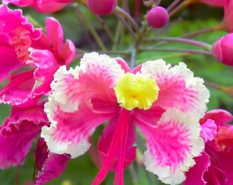 5 Caesalpinia pulcherrima Seeds | Pink Bird of Paradise Shrub Seeds