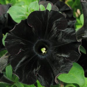 Puede incluir: Primer plano de una flor de petunia negra completamente florecida. La flor tiene una textura aterciopelada con sutiles vetas blancas. El centro de la flor es de un tono oscuro y profundo, con un pequeño centro verde claro. Se ven hojas verdes en el fondo.