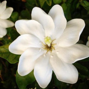 10 Sementes de Thunbergia (Gardênia Selvagem Perfumada) | Sementes de Arbusto Ornamental Florido para Plantio em Jardins