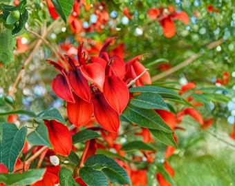 Coral Tree Seeds Erythrina crista galli Tropical Red Flower Tree