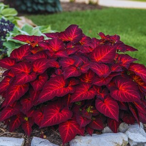 May include: A vibrant coleus plant with deep burgundy leaves and bright red veins. The plant is in full bloom, with a dense cluster of heart-shaped leaves. The plant is surrounded by rocks and green grass in a garden setting.