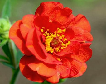 100 Crimson Ocean Avens Seeds | Geum coccineum Perennial Flower