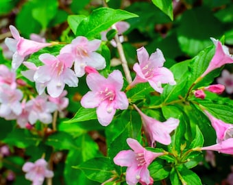 Four O’Clock Flower Seeds – Mirabilis jalapa Garden Bloom