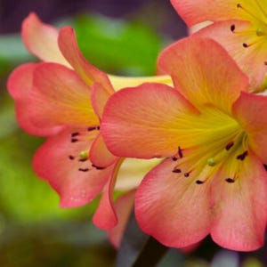 Rhododendron samen - Etsy.de