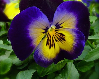 Mexican Imported Viola Tricolor Pansy Seeds Wavy Flower Seeds for Planting