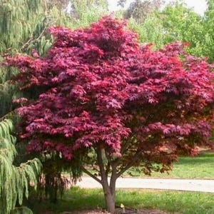 30 Japanese Maple Seeds Red Acer palmatum Tree for Garden Planting