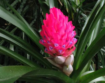 5 Aechmea distichantha Seeds | Brazilian Vaseplant | Hardy Bromeliad Seeds