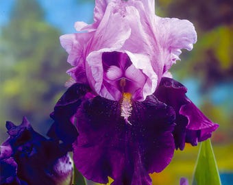 Iris Flower Seeds Blue Bird Wine Color Perennial