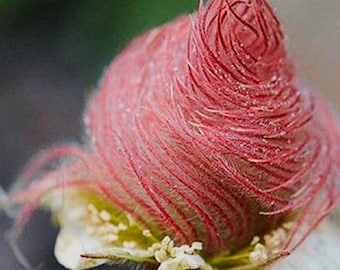 Graines de fumée des Prairies | Geum triflorum pour jardin et bonsaï (40 graines)