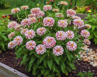 50 Peppermint Zinnia Seeds Red White Bicolor Flowers for Planting