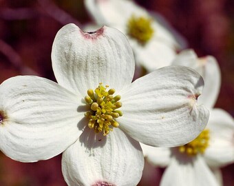 White Flowering Dogwood Tree Seeds Cornus florida Northern