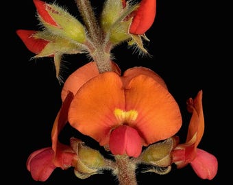 5 Camptosema praeandinum Seeds | Red Jade Vine