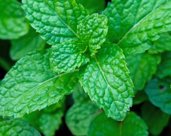 Spearmint Seeds for Planting – Mentha spicata Culinary Herb Garden