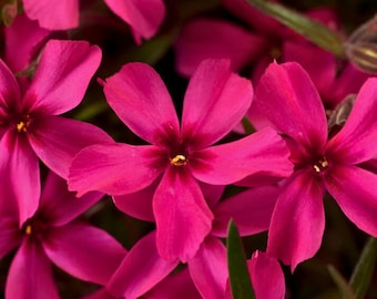 Scarlet Flame Creeping Phlox Seeds for Planting Ground Cover Flower