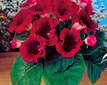 Red Gloxinia Flower Seeds Sinningia Speciosa Ornamental Houseplant Seeds
