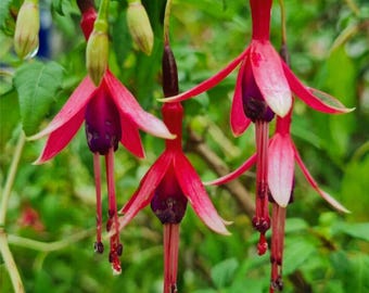 5 Fuchsia magellanica Seeds | Hardy Fuchsia | for Garden & Containers