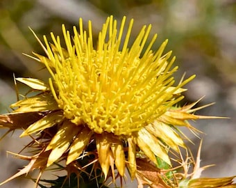 Clustered Carline Thistle Seeds for Planting Wildflower Garden