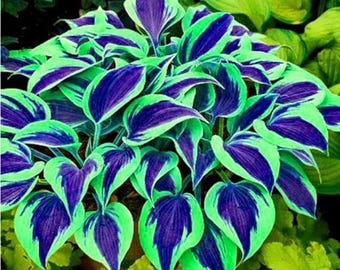 Semi di Hosta blu / Pianta perenne da giardino in ombra (100 semi)