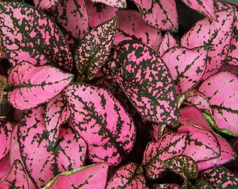 10 Hypoestes Pink Splash Seeds | Polka Dot Plant | Colorful Foliage