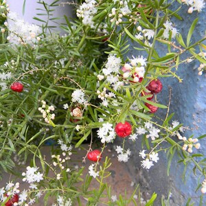 May include: Close-up of a plant with delicate white flowers and small red berries. The plant has thin, green, needle-like leaves and is set against a blue background. The image highlights the natural beauty of the plant.